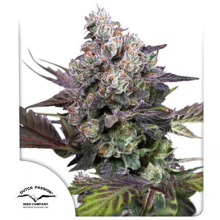 Candy Bubatz XL Feminized Seeds - 5 — Dutch Passion