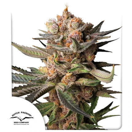 Frozen Biscotti Auto Feminized Seeds - 7 — Dutch Passion