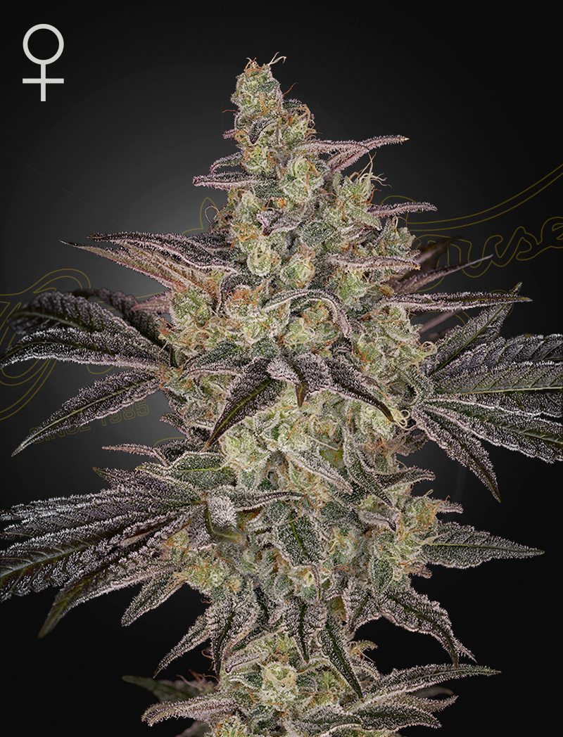 Frosted Guava Auto Feminized Seeds - 5 — Greenhouse Seed Co.