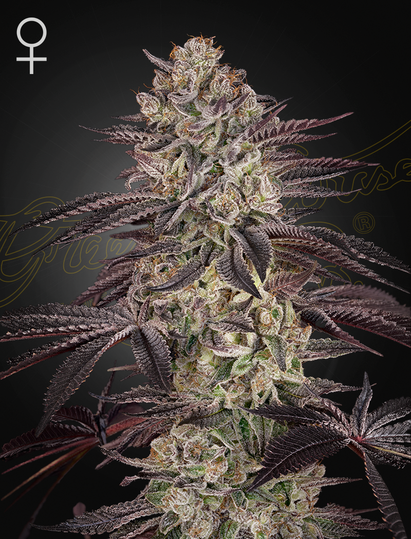 Biscotti Auto Feminized Seeds - 5 — Greenhouse Seed Co.