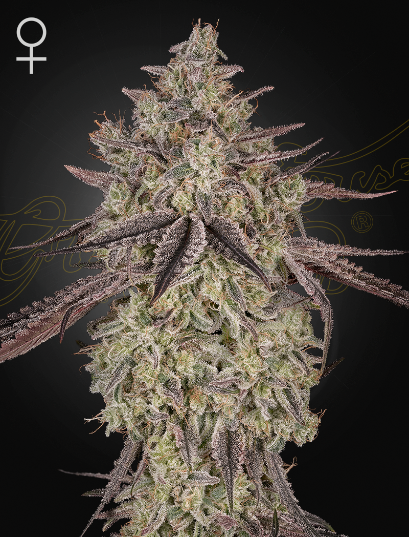 Skywalker Auto Feminized Seeds - 5 — Greenhouse Seed Co.