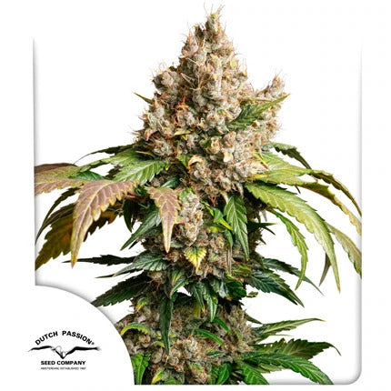 Red Tropicana Cookies Auto Feminized Seeds - 7 — Dutch Passion