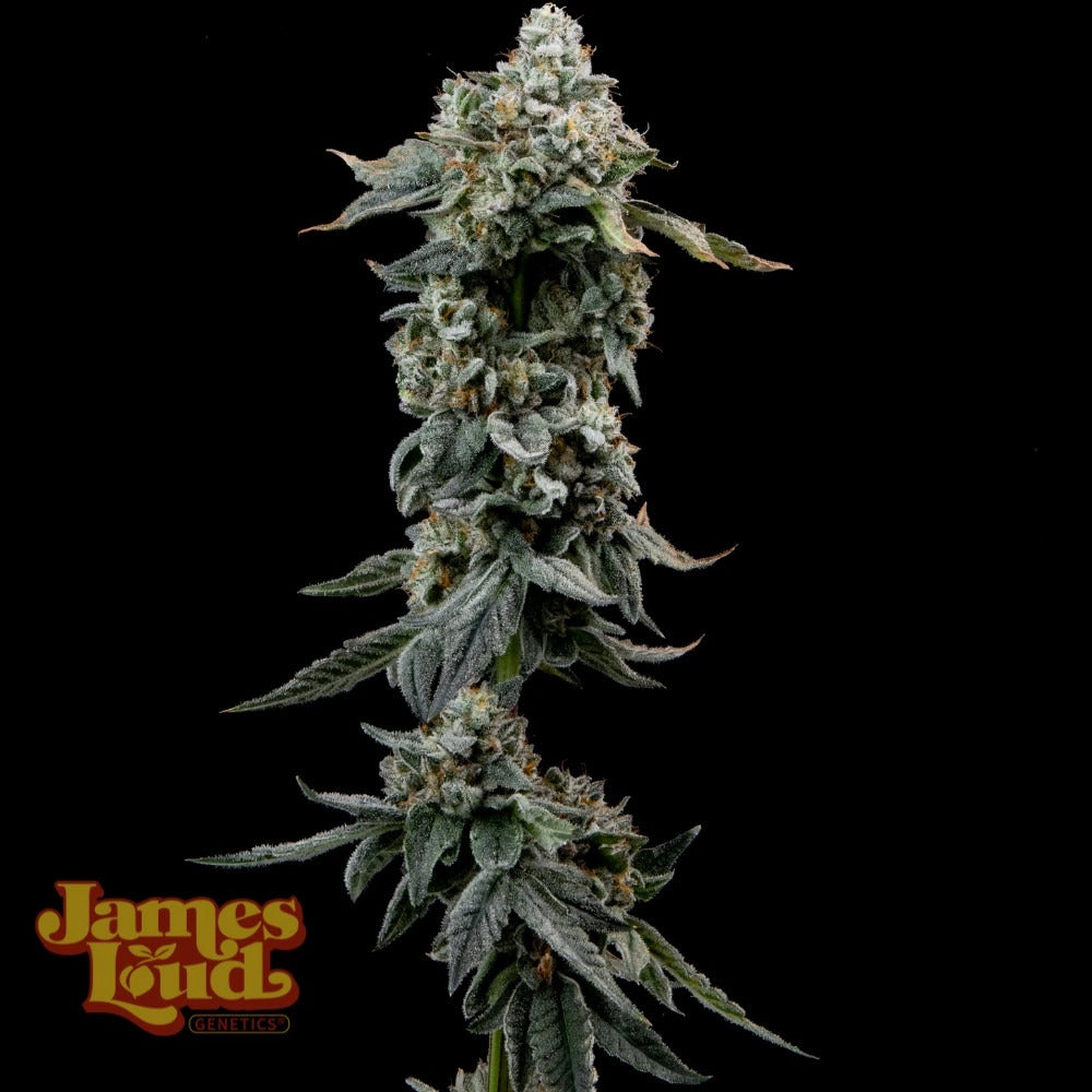 Heavy Z Feminized Seeds - 3 — James Loud Genetics
