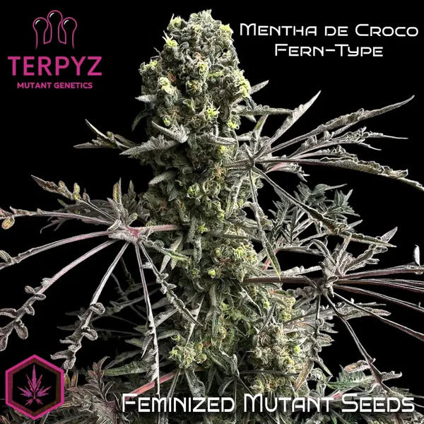 Mentha de Croco Fern BX1 F2 Feminized Seeds - 5 — TerpyZ Mutant Genetics