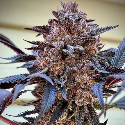 Slush Mint Cake Feminized Seeds - 5 — Dutch Passion