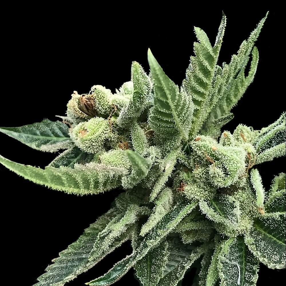 White Widow Feminized Seeds - 5 — DNA Genetics