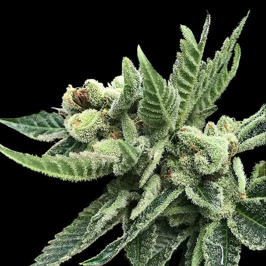 White Widow Feminized Seeds - 5 — DNA Genetics