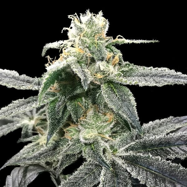 Blue Dream Feminized Seeds - 5 — DNA Genetics