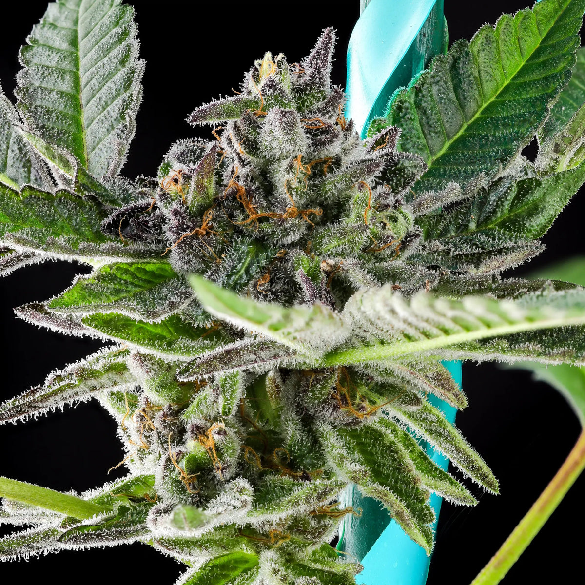 Grand Peanut Butter Payton Feminized - 5 — Purple Caper Seeds