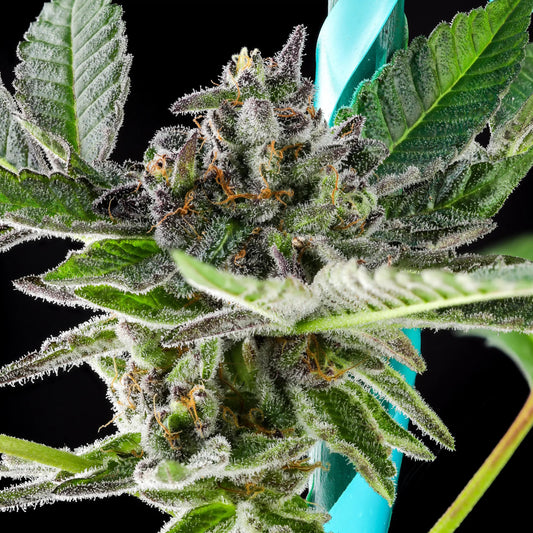 Grand Peanut Butter Payton Feminized - 5 — Purple Caper Seeds