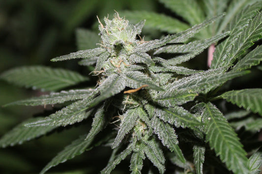 Alien Headband Feminized Seeds - 5 — Purple Caper Seeds