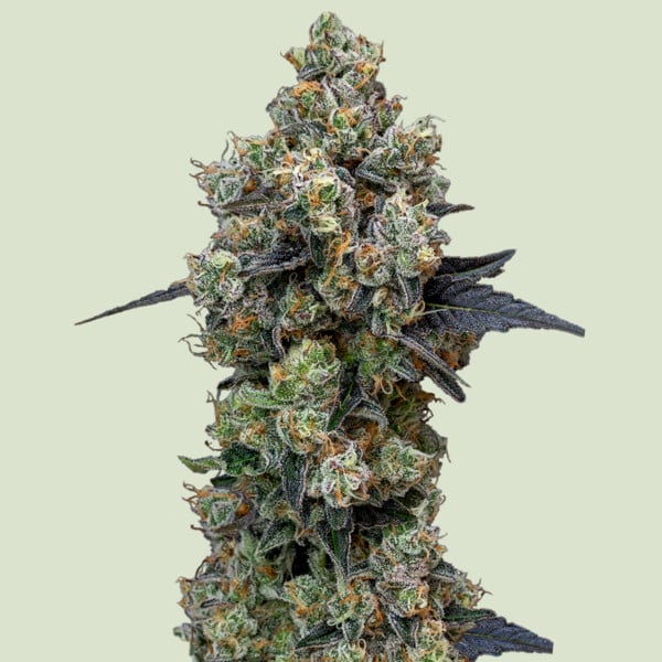 Orbital Banana F1 Feminized Seeds - 5 — Royal Queen Seeds