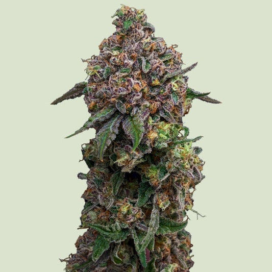 Cosmic Cheddar F1 Feminized Seeds - 5 — Royal Queen Seeds