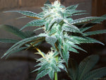 KUSHBERRY Strain by DNA GENETICS OG KUSH x BLUEBERRY FEMINIZED SEEDS