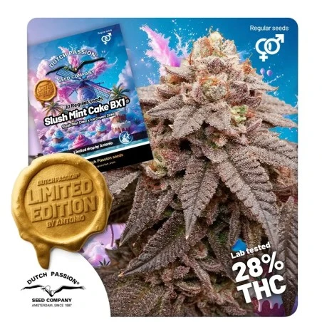 Slush Mint Cake BX1 Regular Seeds  - 10 — Dutch Passion