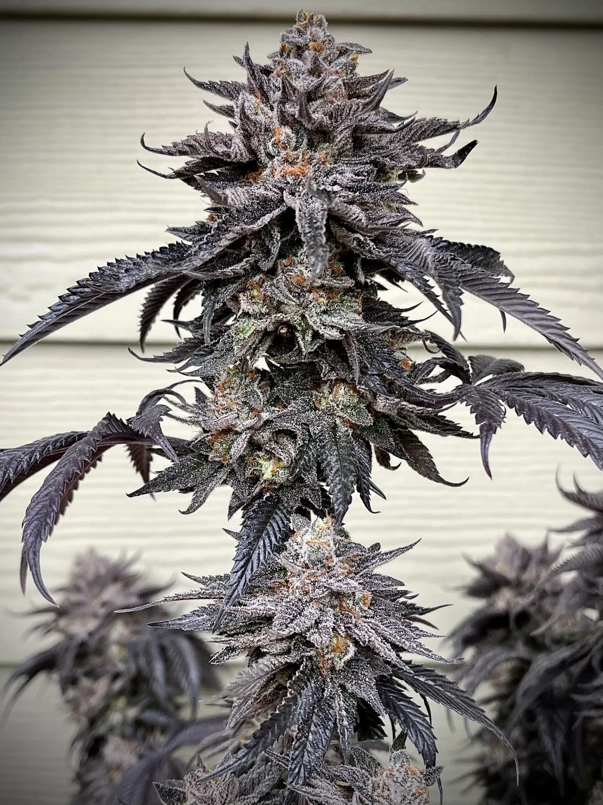 Zodaza Feminized Seeds - 6 — Umami Seed Co.