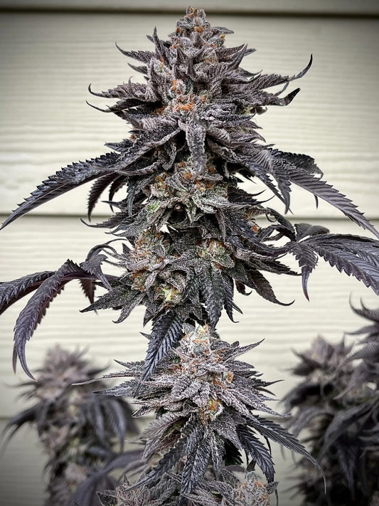 Zodaza Feminized Seeds - 6 — Umami Seed Co.