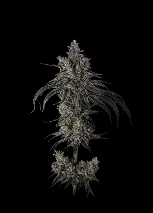 Zoda BX1 Feminized Seeds - 3 — Umami Seed Co.