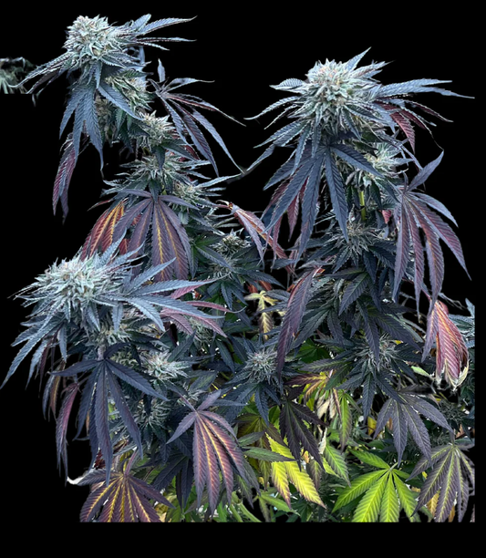 Sunset Lime Feminized Seeds - 6 — Umami Seed Co.