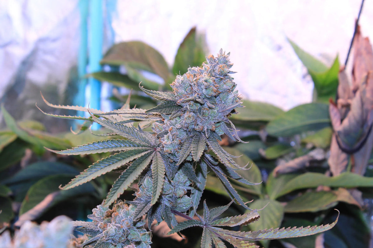 Lime Suki Feminized Seeds - 6 — Umami Seed Co.