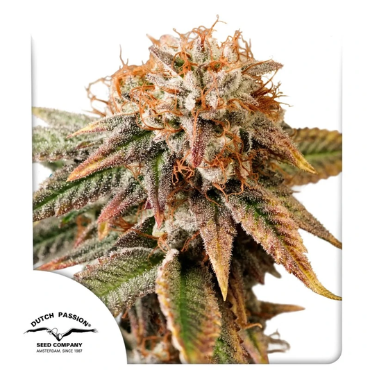 Kingston Punch Auto Feminized Seeds - 7 — Dutch Passion