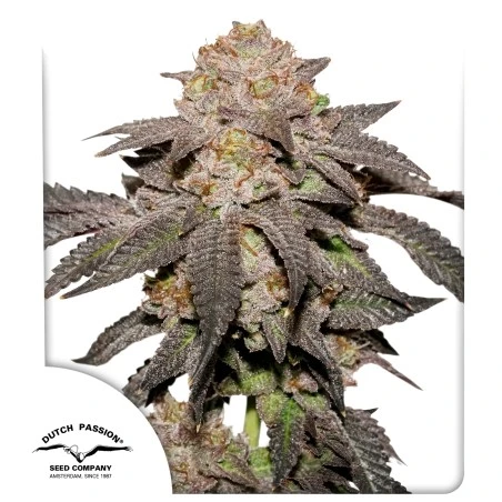 Kingston Punch Feminized Seeds - 5 — Dutch Passion