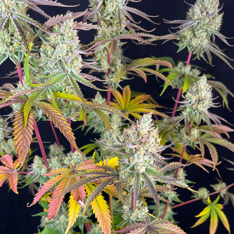 Fruit Bomb Punch Feminized Seeds - 5 — Dutch Passion