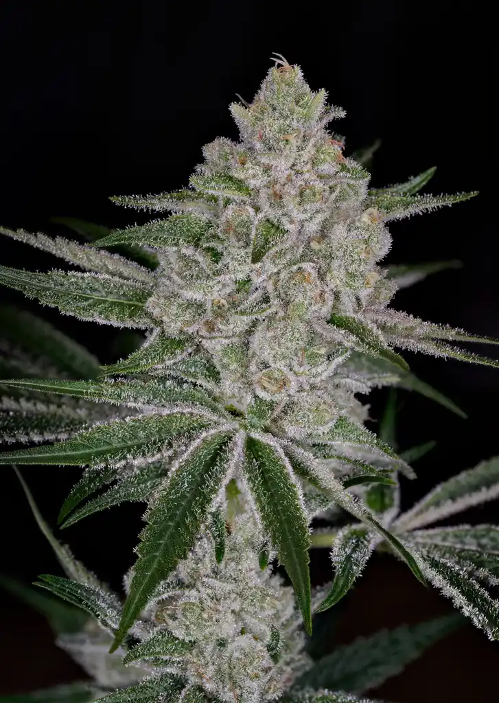 Shishka Lemonade Feminized Seeds - 5 — Greenhouse Seed Co.