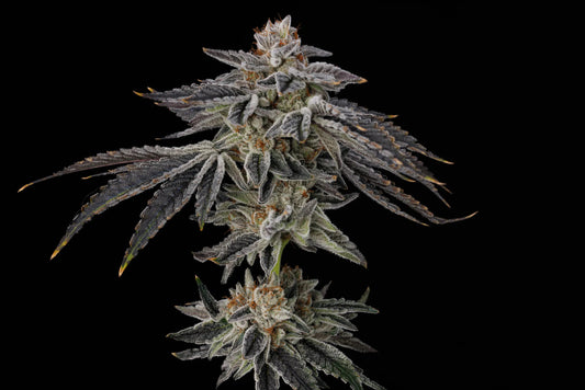 Purple Ink Feminized Seeds - 3 — Umami Seed Co.