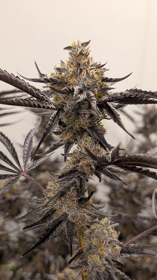 Kakashi Feminized Seeds - 6 — Umami Seed Co.