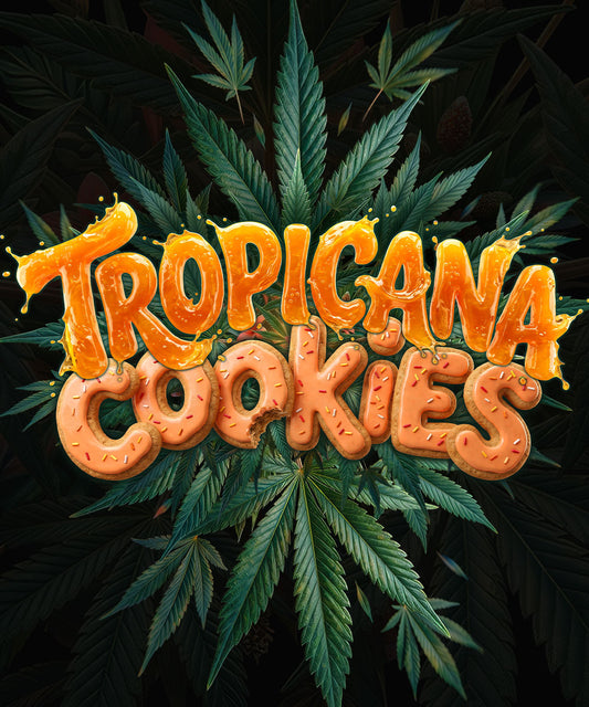 Tropicana Cookies F1 Auto Feminized Seeds - 5 — Barney's Farm