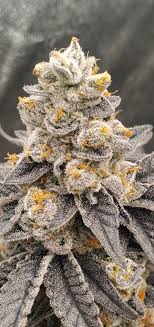 JELLY BREATH S1