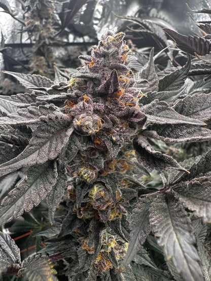 JELLY BREATH S1