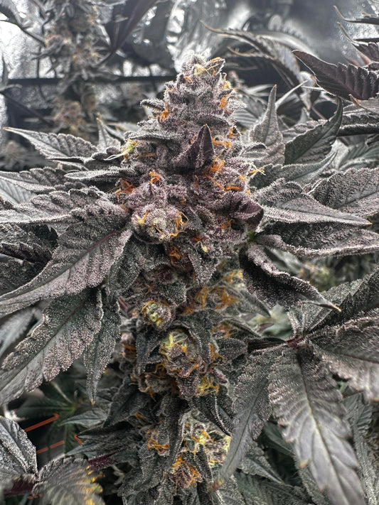 JELLY BREATH S1