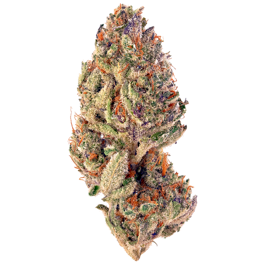 SLURRICANE (DOSIDOS X PURPLE PUNCH) FEM