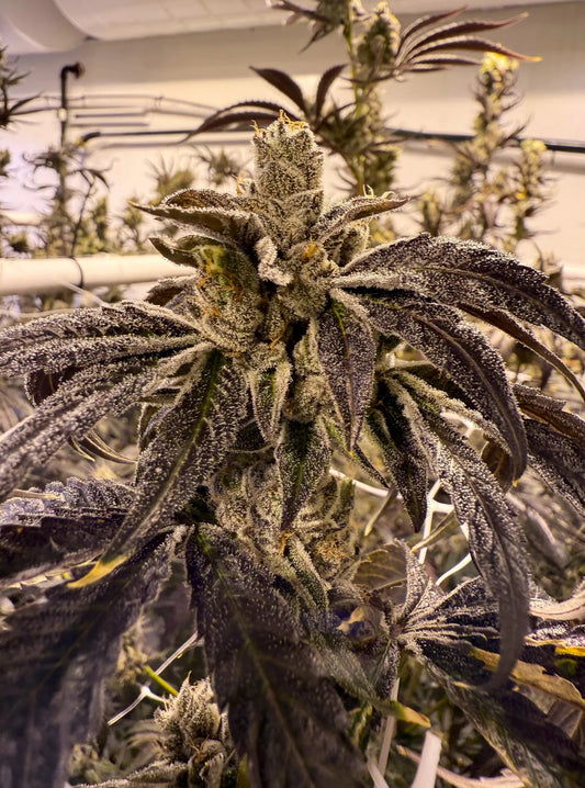 Prime Lime Feminized Seeds - 3 — Umami Seed Co.