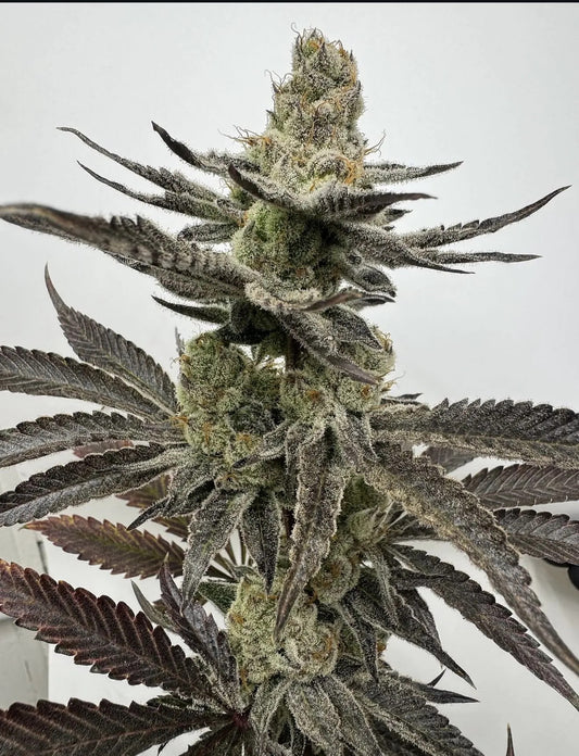 Melt Mode Feminized Seeds - 3 — Umami Seed Co.