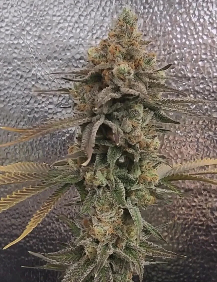 Color Theory Feminized Seeds - 3 — Umami Seed Co.