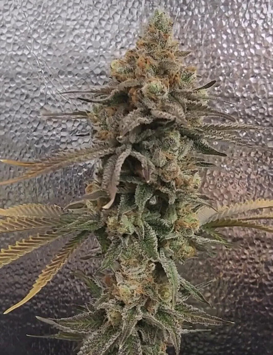 Color Theory Feminized Seeds - 3 — Umami Seed Co.