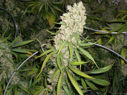 Super Silver Haze Feminized Seeds