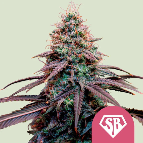 Super Boof Feminized Seeds - 5 — Royal Queen Seeds