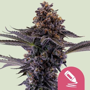 Permanent Marker Feminized Seeds - 5 — Royal Queen Seeds