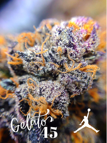 GELATO 45 S1 AKA MICHAEL JORDAN