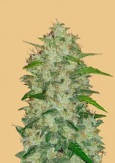 Original Chemdawg Auto Fem Seeds USA