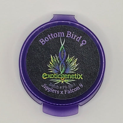 Bottom Bird (Jigglers x Falcon 9) freebie