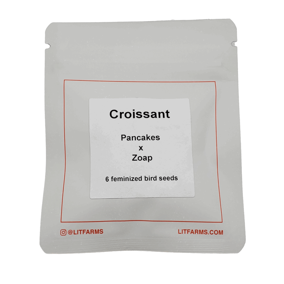 CROISSANT (PANCAKES X ZOAP) 6-PACK FEM FREEBIES LIT FARMS