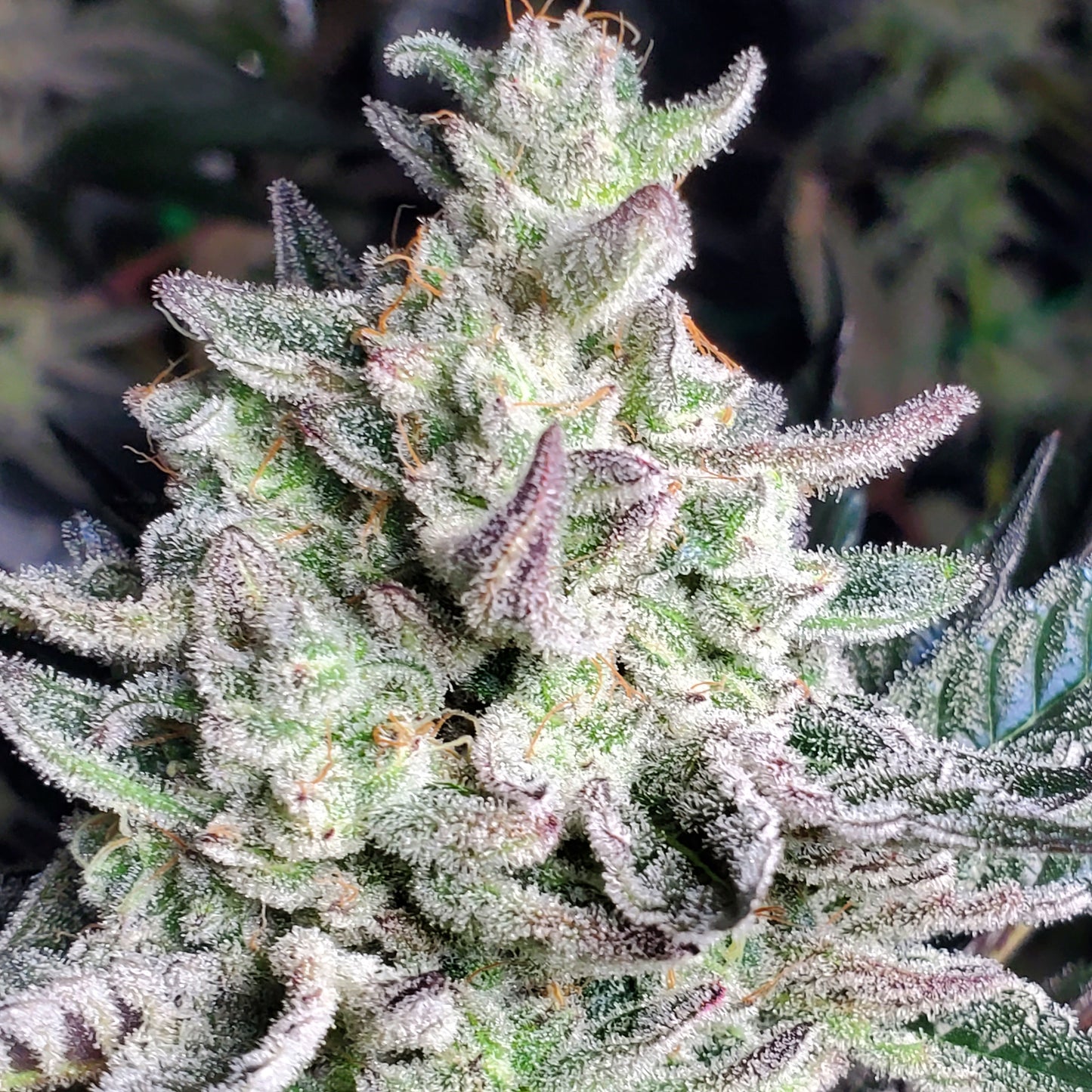 PURPLE CERTZ (FEM)
