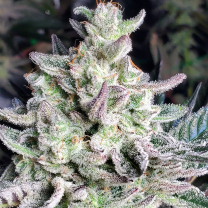 PURPLE CERTZ (FEM)