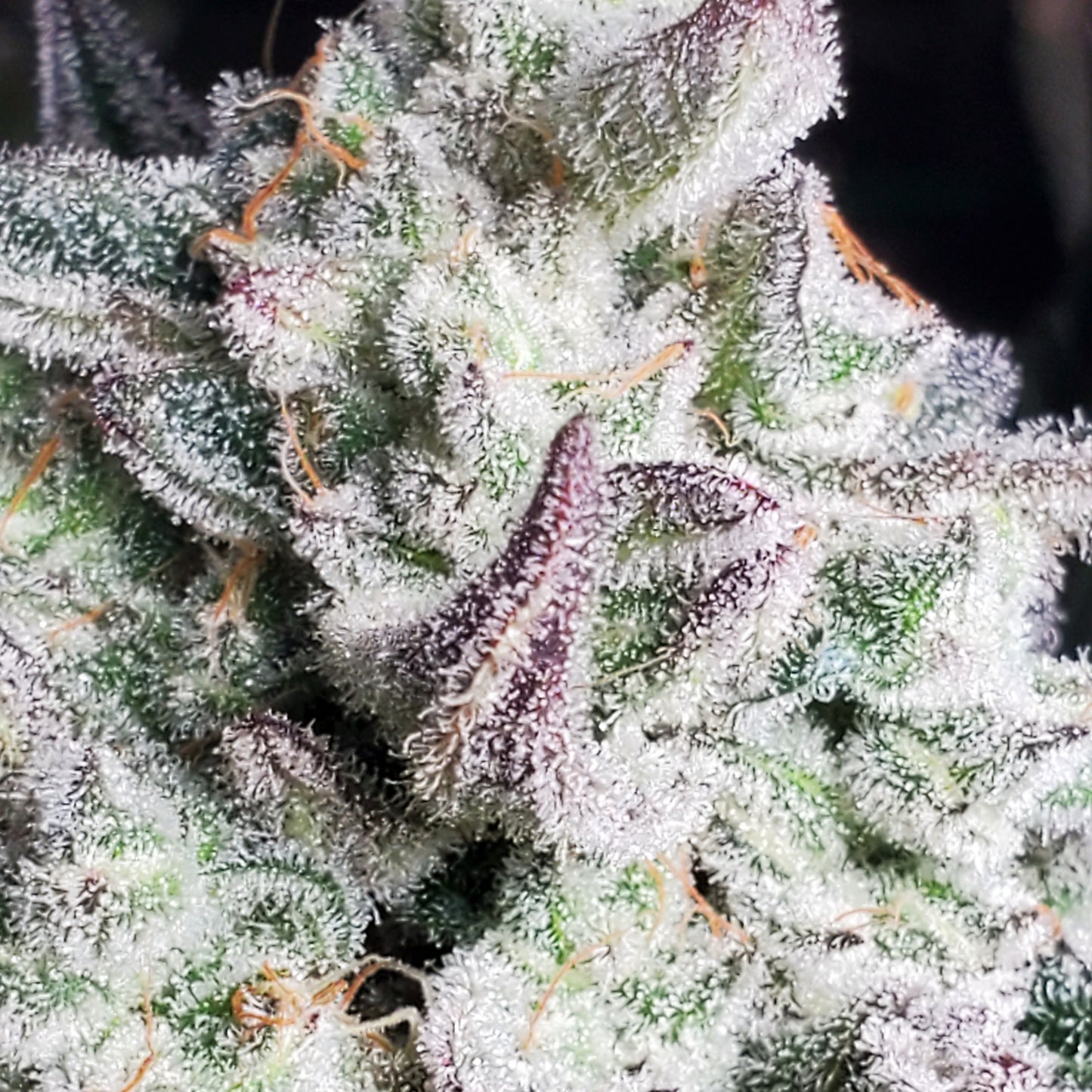 PURPLE CERTZ (FEM)