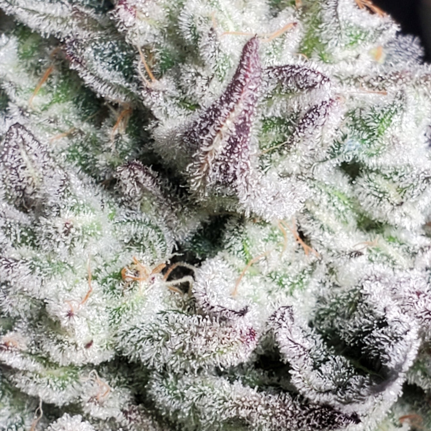 PURPLE CERTZ (FEM)